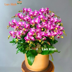 Lan hồ điệp mini tím sọc - HD127