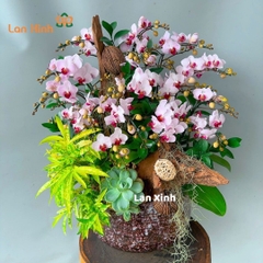 Lan hồ điệp mini trắng lưỡi đỏ gỗ lũa