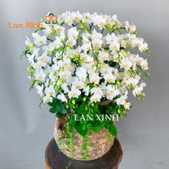 lan hồ điệp mini trắng tuyết