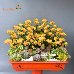 lan hồ điệp mini vàng bonsai