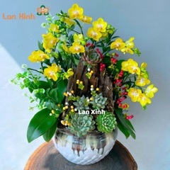 Lan hồ điệp mini vàng