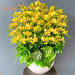 Chậu lan hồ điệp mini vàng kim giáp