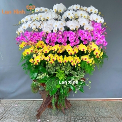 Lan hồ điệp mix 3 màu gỗ lũa - HD183