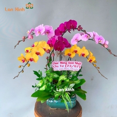 Chậu hoa lan hồ điệp mix 3 màu kiểu bonsai - HD329