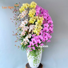 lan hồ điệp mix 3 màu kiểu nghệ thuật - HD469