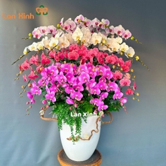 Lan hồ điệp mix 4 màu 30 cành - HD237