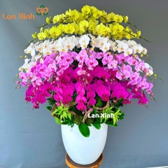 Lan hồ điệp mix 4 màu 40 cành - HD197