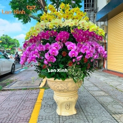 Lan hồ điệp mix 4 màu cao cấp - HD281