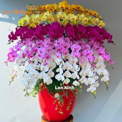 Lan hồ điệp mix 5 màu 36 cành - HD280