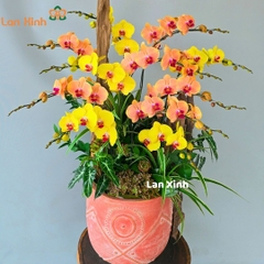 Lan hồ điệp mix cam vàng - HD471