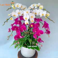 Lan hồ điệp mix trắng tím 9 cành - HD506