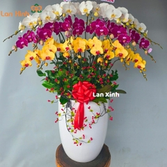 lan hồ điệp mix trắng tím vàng