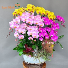 lan hồ điệp mix vàng tím hồng để bàn