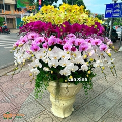 Lan hồ điệp ngũ sắc cao cấp