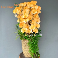 lan hồ điệp nhuộm cam