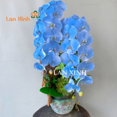 Chậu hoa lan hồ điệp nhuộm màu xanh dương HD571
