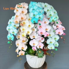 Chậu hoa lan hồ điệp nhuộm VIP