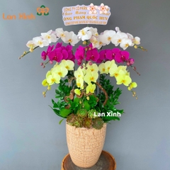 Lan hồ điệp trắng tím xanh 9 cành HD145