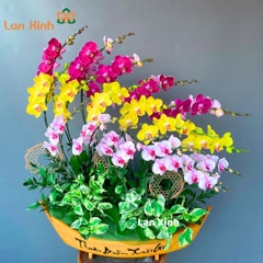 Lan hồ điệp thuyền gỗ mix 3 màu - HD219