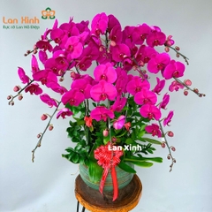 Lan hồ điệp tím 10 cành - Chúc mừng khai trương