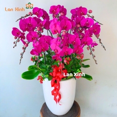 Lan hồ điệp tím 13 cành - HD330