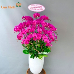 Lan hồ điệp tím 15 cành - HD146