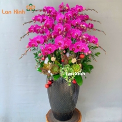 lan hồ điệp tím 20 cành