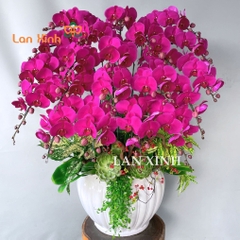 Chậu lan hồ điệp tím 21 cành tặng sinh nhật đẹp