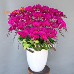 Chậu lan hồ điệp tím 23 cành chúc mừng khia trương