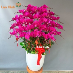 lan hồ điệp tím 30 cành