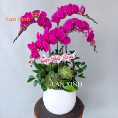 lan hồ điệp tím 4 cành tặng sinh nhật đẹp