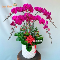 Lan hồ điệp tím 6 cành