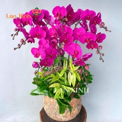 lan hồ điệp tím 8 cành