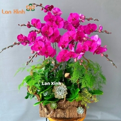 lan hồ điệp tím đậm chậu gỗ