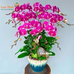 lan hồ điệp tím đột biến 10 cành