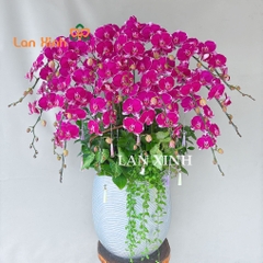 lan hồ điệp tím đột biến 18 cành