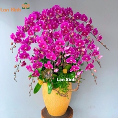 lan hồ điệp đột biến tím 21 cành HD440