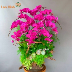 lan hồ điệp tím gỗ lũa