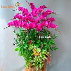 Lan hồ điệp tím gỗ lũa 15 cành - HD152