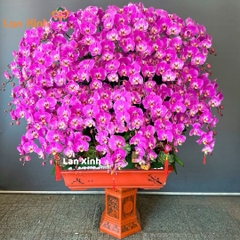 Lan hồ điệp tím hồng dáng chậu bonsai - HD123