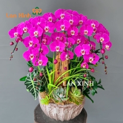 Chậu lan hồ điệp tím lưỡi trắng HD594