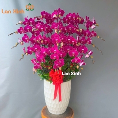 lan hồ điệp tím nhung 20 cành HD109
