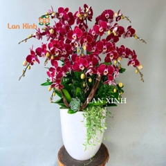 lan hồ điệp tím nhung HD561