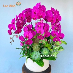 Lan hồ điệp tím sen đá để bàn - HD367