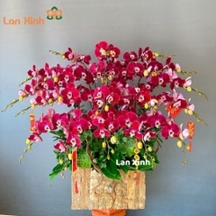 Lan hồ điệp tím đỏ chậu gỗ Tết - HD132
