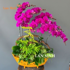 lan hồ điệp tím thuyền gỗ tặng khai trương