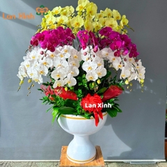 lan hồ điệp tím trắng xanh