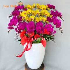 Lan hồ điệp tím vàng 20 cành HD525