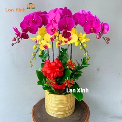 Lan hồ điệp tím vàng 5 cành - HD318