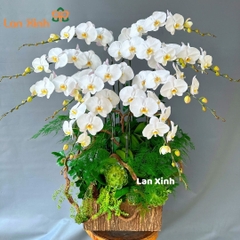 Lan hồ điệp trắng 10 cành chậu gỗ